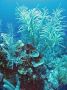 AmbergrisCaye05 - 057